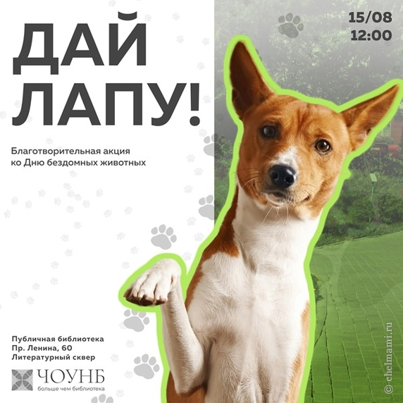 Благотворительная акция, приуроченная к Международному дню бездомных животных